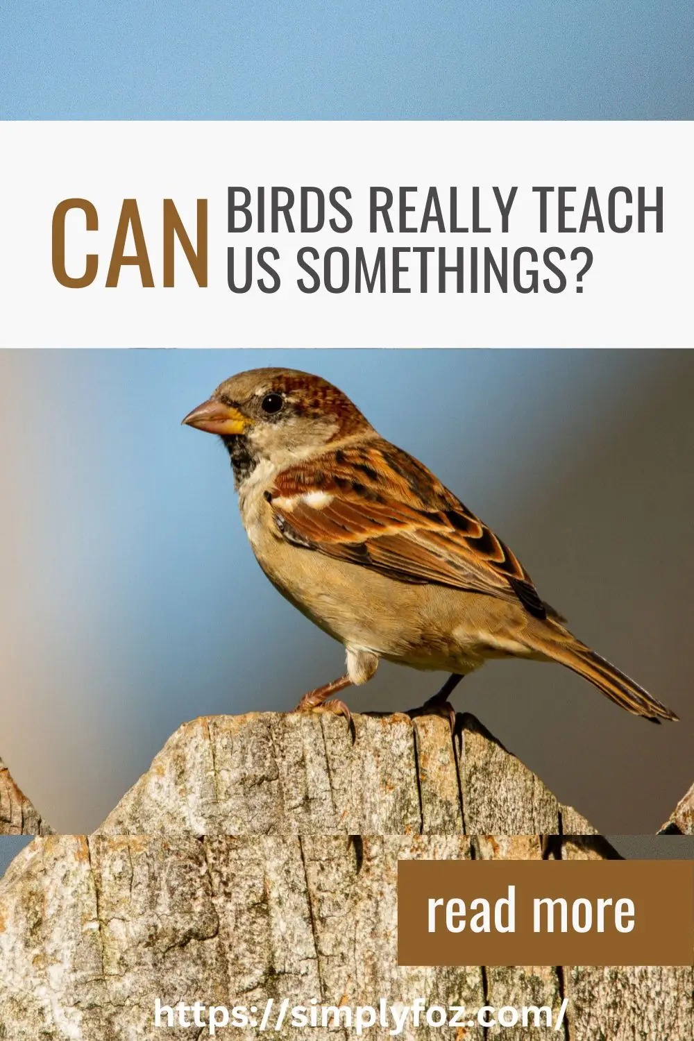 Can Birds Really Teach Us Somethings?