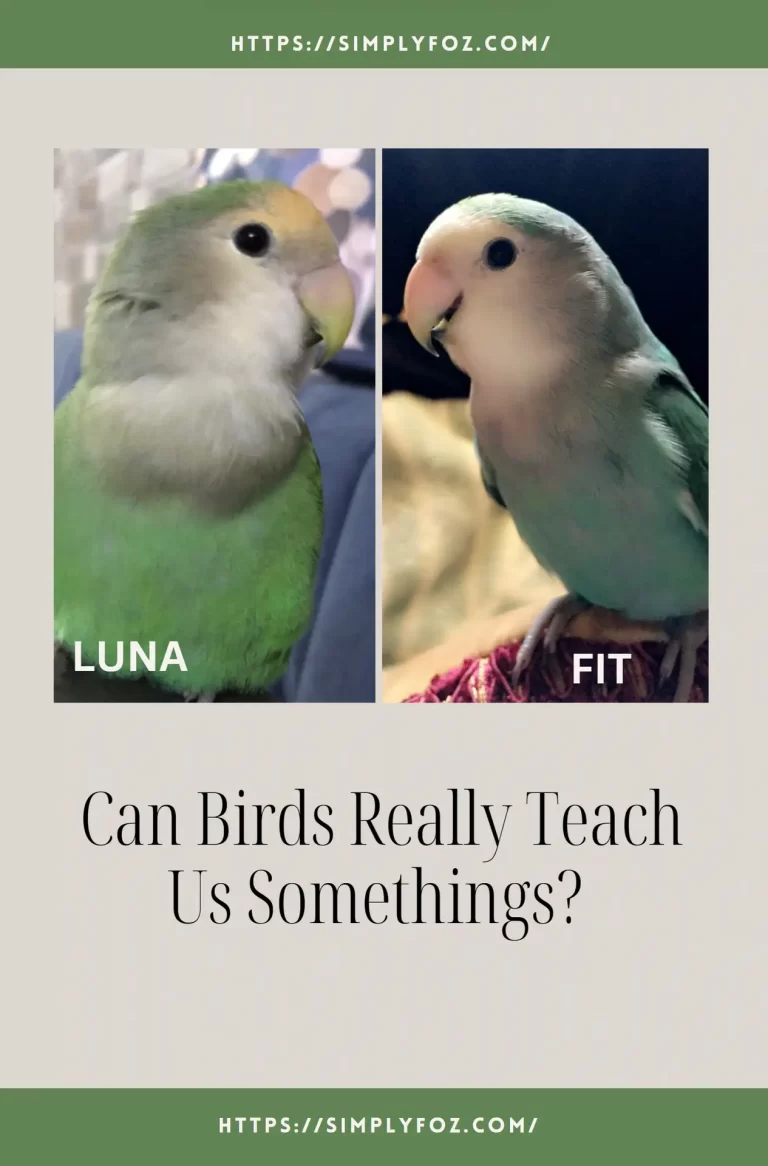 Can Birds Really Teach Us Somethings?