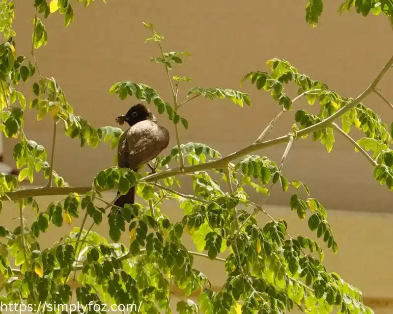 طيور البلبل(النغري)في حديقة منزلنا