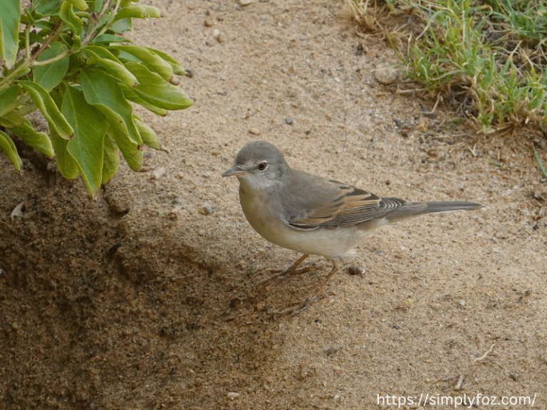 طير الحمراء